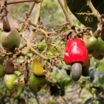 cajuzinho-do-cerrado