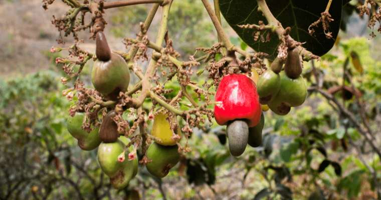 Cajuzinho-do-cerrado