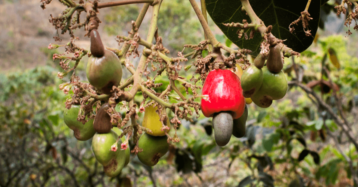 Cajuzinho-do-cerrado